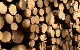 桃花芯木 桃花芯木